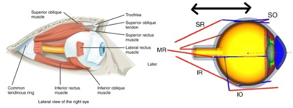 Extraocular muscles and mechanical model of the eyeball